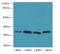 Carbonic Anhydrase 3 antibody, LS-C396089, Lifespan Biosciences, Western Blot image 