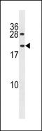 Peptidylprolyl Isomerase A Like 4A antibody, PA5-72156, Invitrogen Antibodies, Western Blot image 