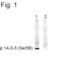 Tyrosine 3-Monooxygenase/Tryptophan 5-Monooxygenase Activation Protein Theta antibody, PA1-4612, Invitrogen Antibodies, Western Blot image 