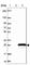 MPV17 Mitochondrial Inner Membrane Protein Like 2 antibody, HPA043111, Atlas Antibodies, Western Blot image 