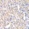 Actin Related Protein 1A antibody, orb247470, Biorbyt, Immunohistochemistry paraffin image 