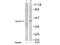 Myogenic Differentiation 1 antibody, AP02653PU-S, Origene, Western Blot image 