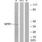 G Protein-Coupled Receptor 68 antibody, A03726, Boster Biological Technology, Western Blot image 