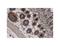 Trichohyalin antibody, LS-C82335, Lifespan Biosciences, Immunohistochemistry frozen image 