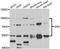 Mitogen-Activated Protein Kinase Kinase Kinase 20 antibody, orb247931, Biorbyt, Western Blot image 