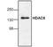 Histone Deacetylase 6 antibody, PA1-31473, Invitrogen Antibodies, Western Blot image 