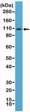 CD34 antibody, MA5-27901, Invitrogen Antibodies, Western Blot image 