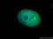 Treacle Ribosome Biogenesis Factor 1 antibody, 11003-1-AP, Proteintech Group, Immunofluorescence image 