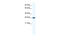 Distal-Less Homeobox 4 antibody, 28-571, ProSci, Western Blot image 