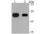 C-Type Lectin Domain Family 3 Member B antibody, NBP2-75442, Novus Biologicals, Western Blot image 