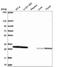 Calcyclin Binding Protein antibody, NBP2-55091, Novus Biologicals, Western Blot image 