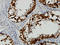 Deleted In Azoospermia 1 antibody, LS-C133147, Lifespan Biosciences, Immunohistochemistry frozen image 