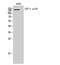 Chromatin Assembly Factor 1 Subunit A antibody, A02732-1, Boster Biological Technology, Western Blot image 