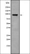 Elongator Acetyltransferase Complex Subunit 2 antibody, orb378420, Biorbyt, Western Blot image 