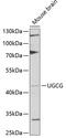 UDP-Glucose Ceramide Glucosyltransferase antibody, GTX16446, GeneTex, Western Blot image 
