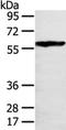 THAP Domain Containing 4 antibody, TA350492, Origene, Western Blot image 