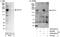 DOT1 Like Histone Lysine Methyltransferase antibody, A300-953A, Bethyl Labs, Western Blot image 