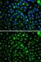 Cytochrome P450 Family 2 Subfamily E Member 1 antibody, GTX32546, GeneTex, Immunofluorescence image 