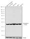 Neurogenin-2 antibody, 702565, Invitrogen Antibodies, Western Blot image 