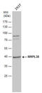 Mitochondrial Ribosomal Protein L38 antibody, GTX120918, GeneTex, Western Blot image 
