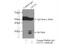 Lin-7 Homolog A, Crumbs Cell Polarity Complex Component antibody, 25150-1-AP, Proteintech Group, Immunoprecipitation image 