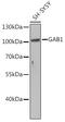 GRB2 Associated Binding Protein 1 antibody, GTX55632, GeneTex, Western Blot image 
