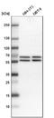 Apoptosis inhibitor 5 antibody, NBP1-89326, Novus Biologicals, Western Blot image 