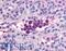 Phosphodiesterase 9A antibody, LS-A713, Lifespan Biosciences, Immunohistochemistry frozen image 