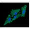 Complement C1q Binding Protein antibody, GTX57607, GeneTex, Immunofluorescence image 