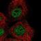 Zinc Finger Protein 318 antibody, PA5-55489, Invitrogen Antibodies, Immunofluorescence image 