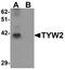 TRNA Methyltransferase 12 Homolog antibody, orb75621, Biorbyt, Western Blot image 