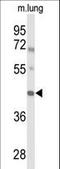 Iroquois Homeobox 2 antibody, LS-C165296, Lifespan Biosciences, Western Blot image 