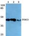 Tumor Suppressor Candidate 3 antibody, PA5-36192, Invitrogen Antibodies, Western Blot image 