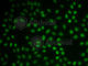 Troponin C1, Slow Skeletal And Cardiac Type antibody, A1927, ABclonal Technology, Immunofluorescence image 