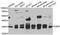 Carbonyl Reductase 3 antibody, A7545, ABclonal Technology, Western Blot image 
