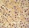 WBSCR27 antibody, LS-C160569, Lifespan Biosciences, Immunohistochemistry frozen image 