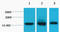 Histone H3 antibody, STJ97050, St John