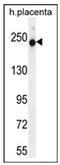 RUN And SH3 Domain Containing 2 antibody, AP53771PU-N, Origene, Western Blot image 