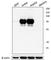 Checkpoint Kinase 2 antibody, 686602, BioLegend, Western Blot image 