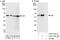 PGI antibody, A303-752A, Bethyl Labs, Immunoprecipitation image 