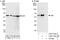 Glucose-6-phosphate isomerase antibody, A303-752A, Bethyl Labs, Immunoprecipitation image 