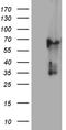 Keratin 84 antibody, TA811189S, Origene, Western Blot image 