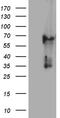 Keratin 84 antibody, TA811189S, Origene, Western Blot image 