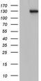 Transforming Acidic Coiled-Coil Containing Protein 2 antibody, TA804145S, Origene, Western Blot image 