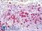 Lactotransferrin antibody, LS-B7968, Lifespan Biosciences, Immunohistochemistry paraffin image 