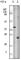 Apolipoprotein M antibody, abx015722, Abbexa, Western Blot image 