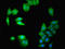 Docking Protein 1 antibody, orb238537, Biorbyt, Immunofluorescence image 