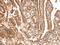 Cyclin D2 antibody, LS-C777040, Lifespan Biosciences, Immunohistochemistry frozen image 