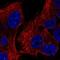 TRNA-YW Synthesizing Protein 5 antibody, NBP2-58813, Novus Biologicals, Immunofluorescence image 