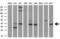 CD2 Molecule antibody, GTX84724, GeneTex, Western Blot image 